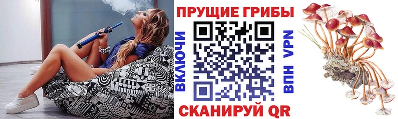 где продают   Иланский  Псилоцибиновые грибы мицелий 